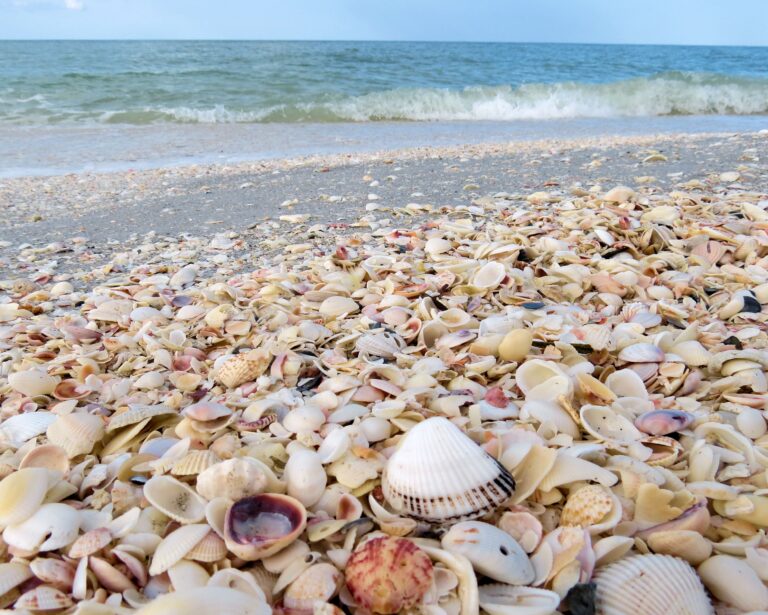 Your Guide to Shelling in Southwest Florida